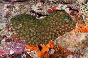 Galaxea fascicularis corail gazon scle-Maldives Five rocks-7m-20240425-da-DSC_6841_tn